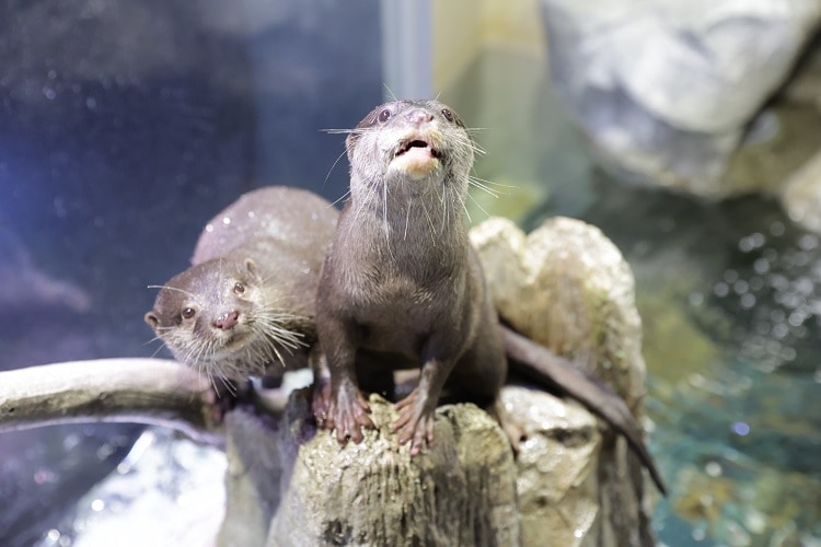 岩の上に立つ2匹のコツメカワウソ