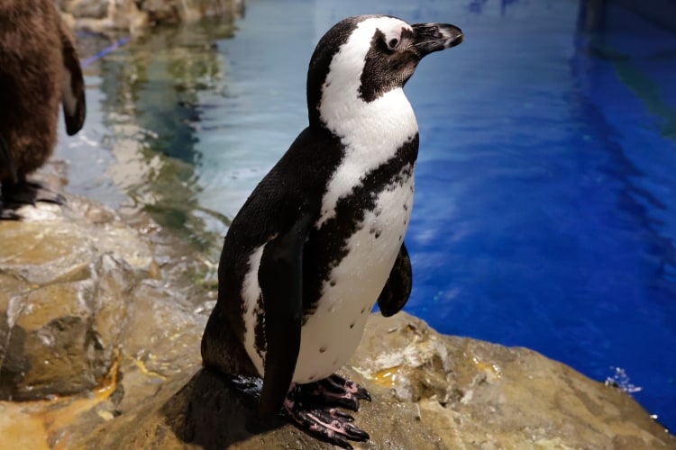 岩の上に立つケープペンギン