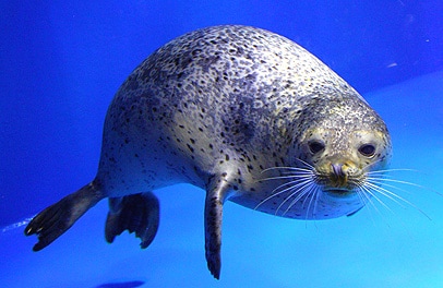 水中をこちらへ泳いでくるゴマフアザラシ