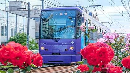 バラの花越しに走る都電荒川線の車両