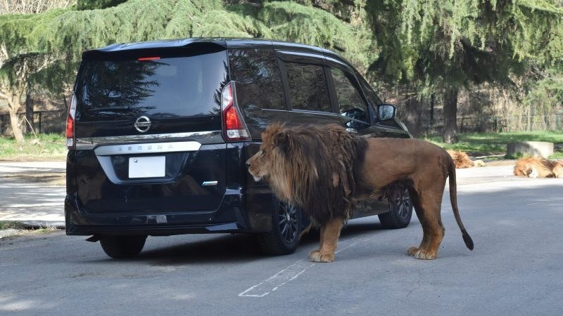 車のすぐ横に立つライオン
