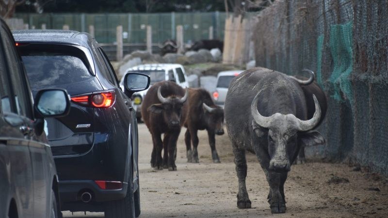 車列のあいだを歩くアフリカスイギュウ