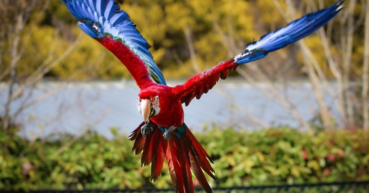 翼を広げて飛ぶルリコンゴウインコ