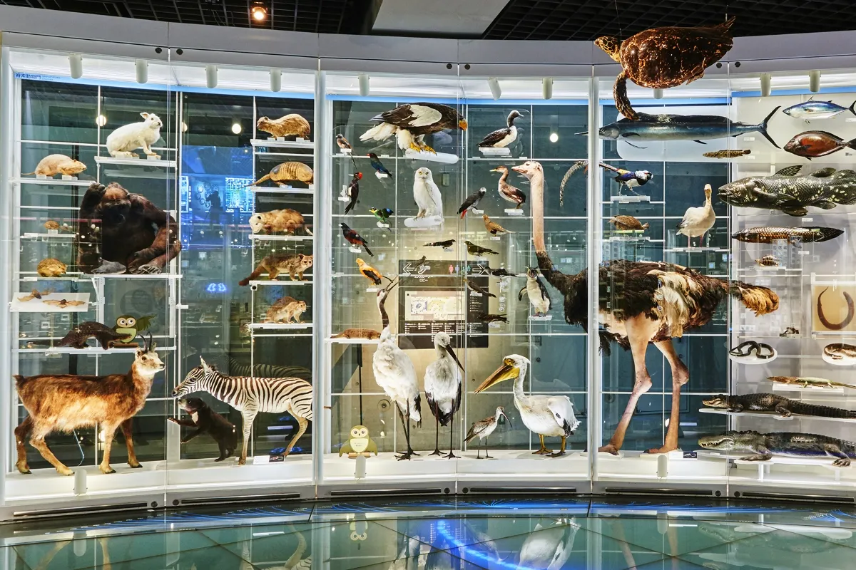 大型の動物のはく製が並ぶ展示室