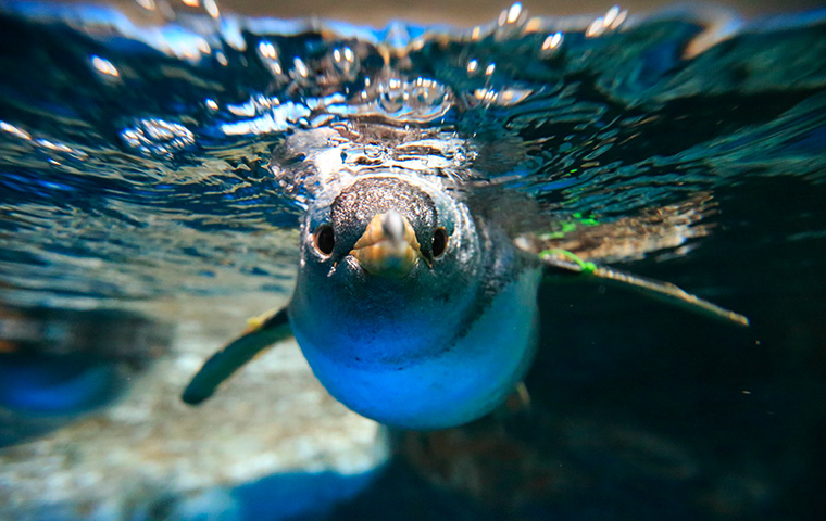 水面のすぐ下をこちらへ向かって泳ぐペンギン