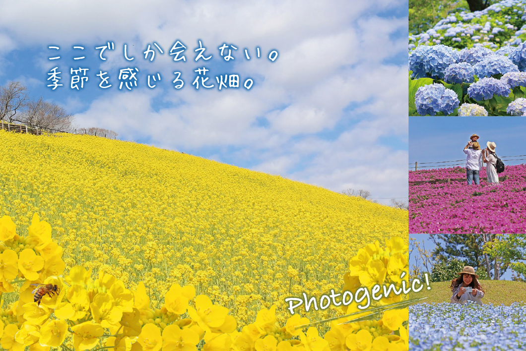 斜面いちめんに広がるピンクの花畑と、その中を歩く来場者