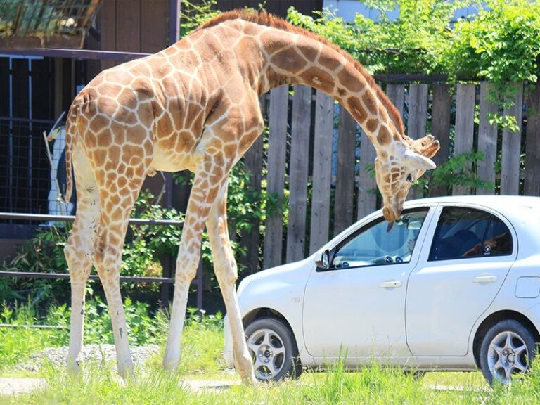 車の窓に首を伸ばしてくるキリン
