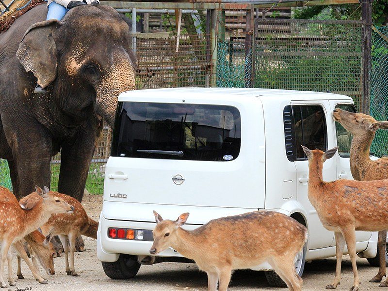白い車のまわりに群がるシカと、後ろに立つゾウ