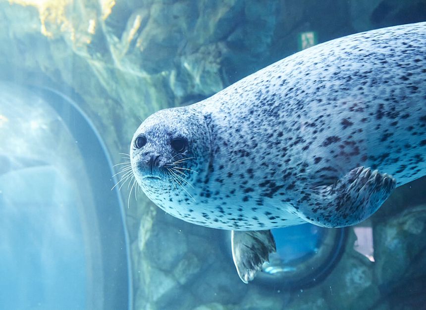 アザラシ館の水槽
