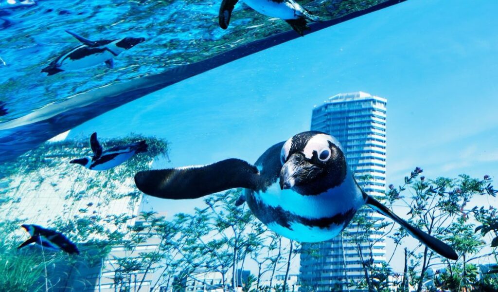 水中を泳ぐペンギンの向こうに池袋の高層ビルが見える「天空のペンギン」水槽