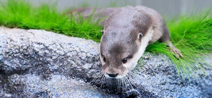 水辺にいるコツメカワウソ
