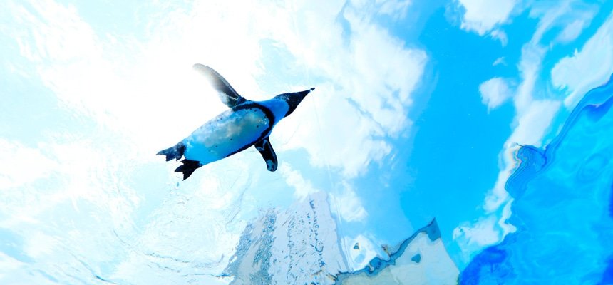 頭上のオーバーハング水槽を泳ぐペンギンを下から見上げた様子
