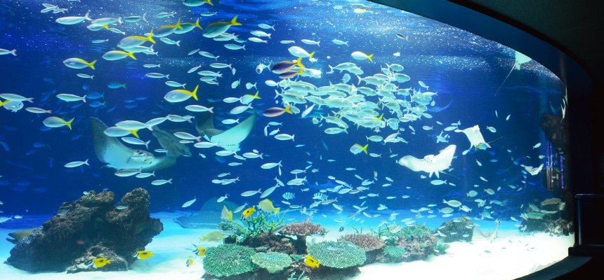 多数の魚とエイが泳ぐ大水槽「サンシャインラグーン」