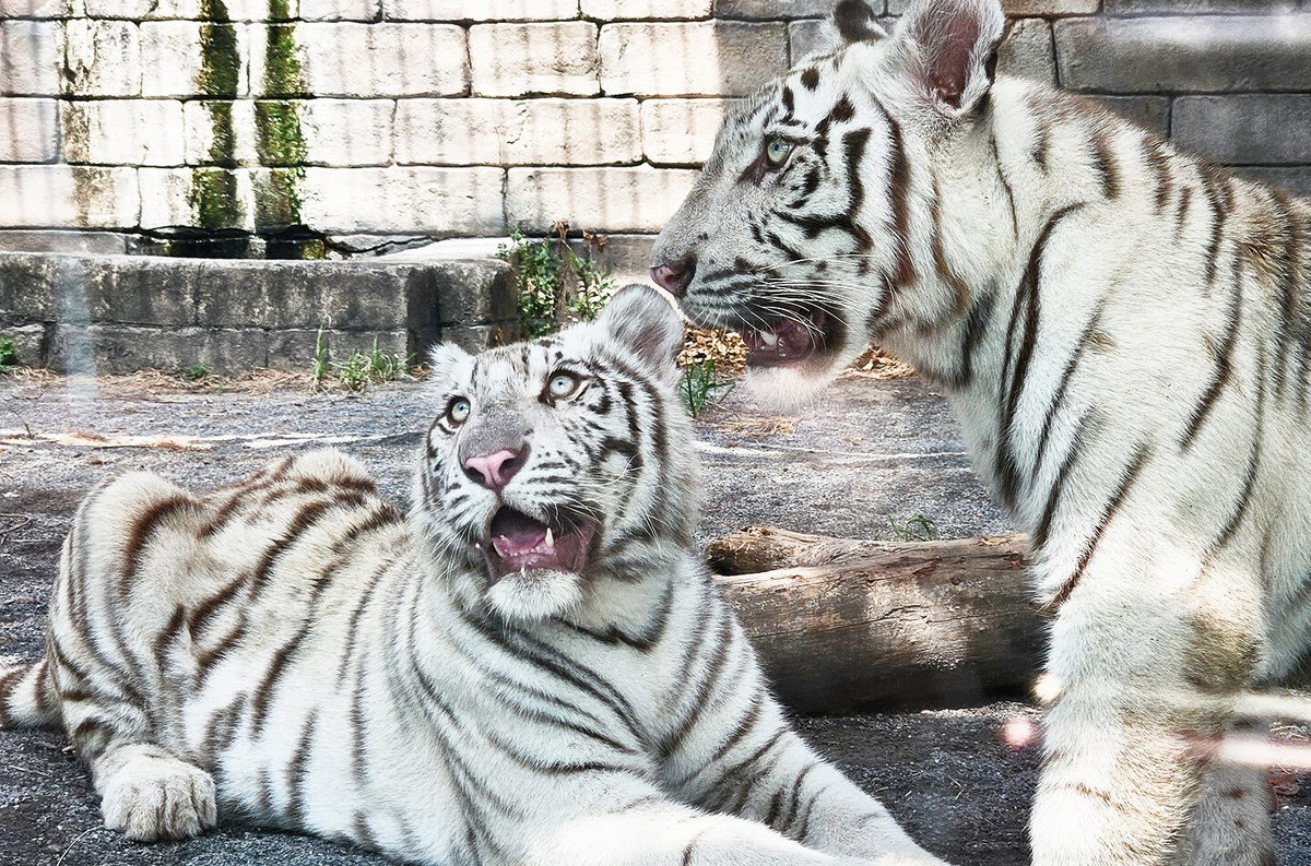 石の壁の前に寝そべる2頭のホワイトタイガー