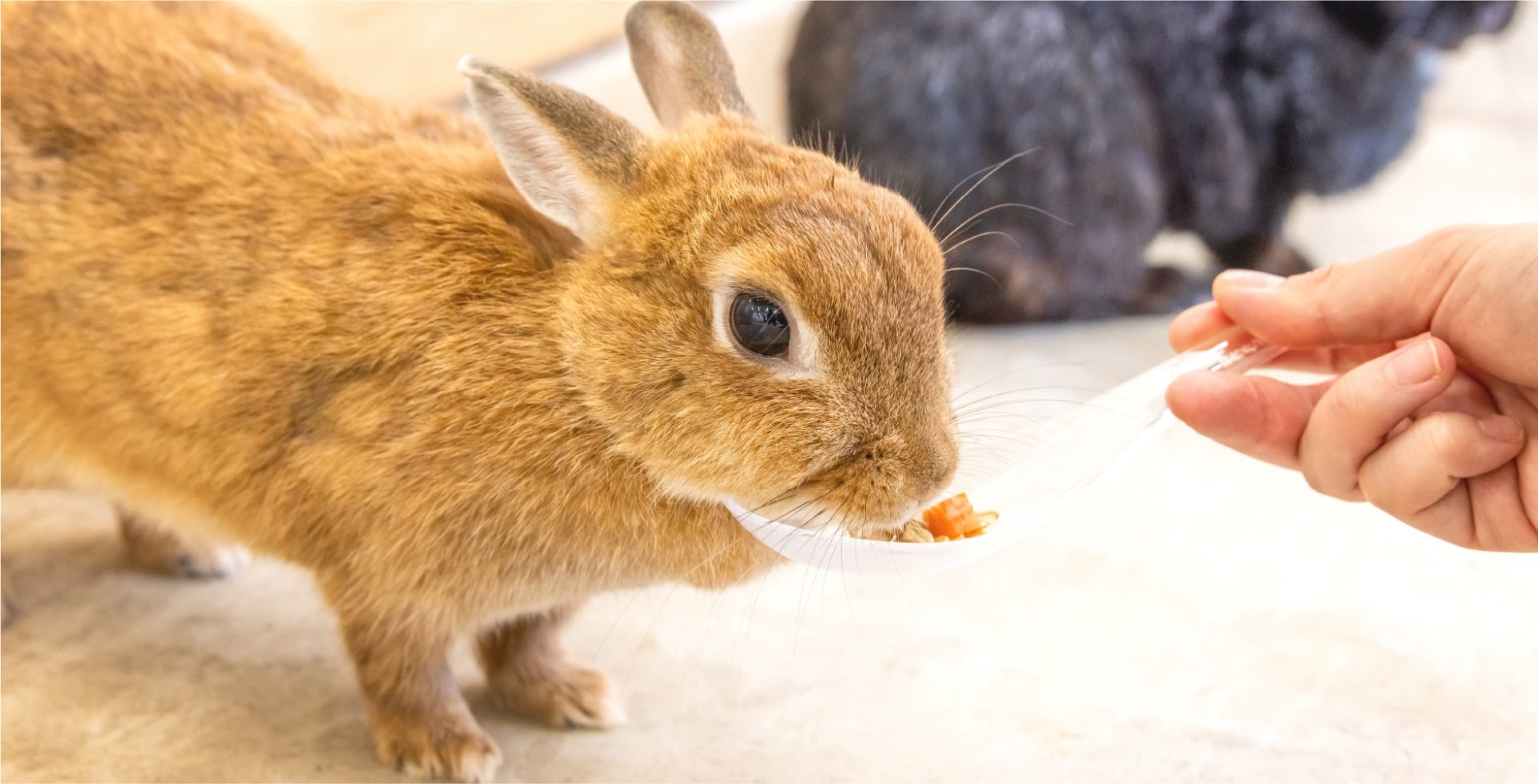 屋内施設うさふわルームのうさぎ