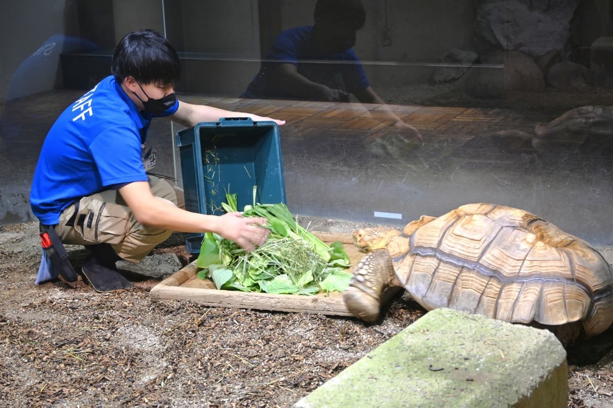 ガラス越しの展示室で、スタッフが大きなリクガメの前に葉物野菜を置いている