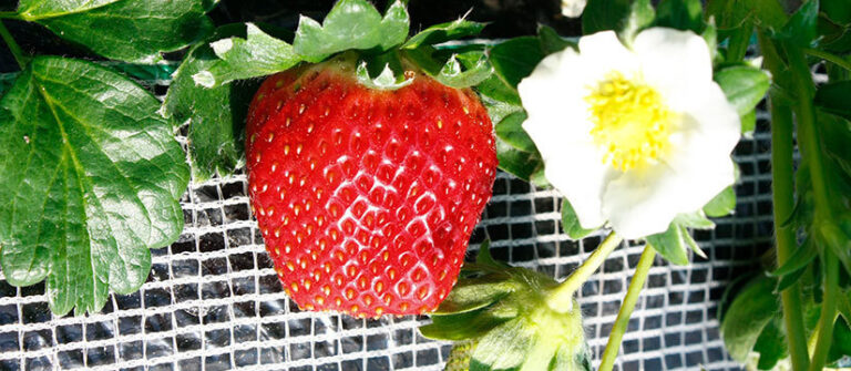 白い花のとなりに、暗い紅色に熟した大きないちごが1粒ぶら下がっている