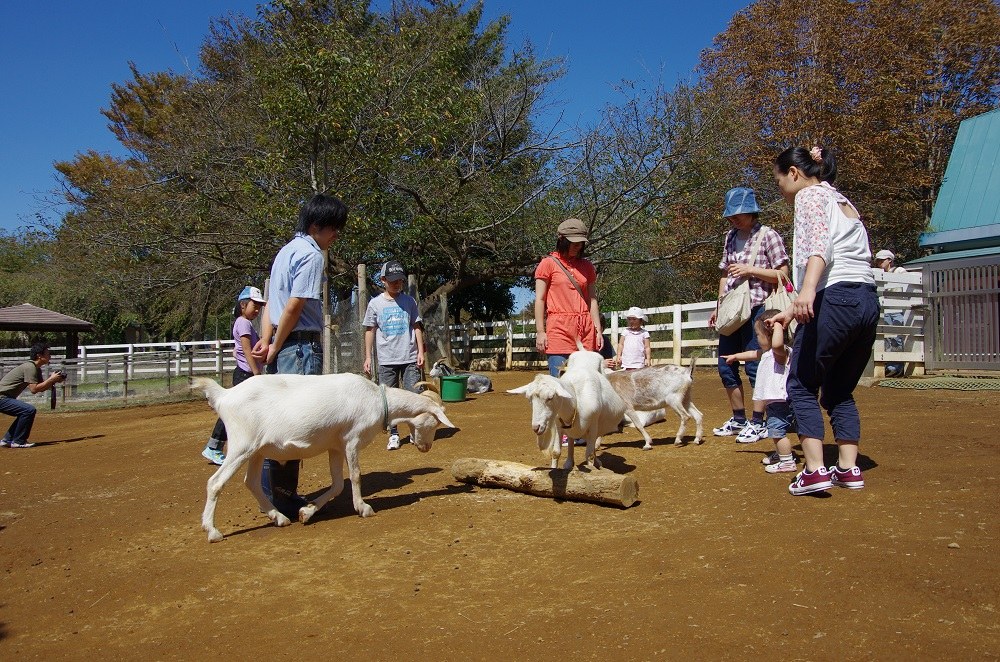 柵で囲まれた広場を白いヤギが歩き、帽子をかぶった小さな子どもと大人が近くで見ている