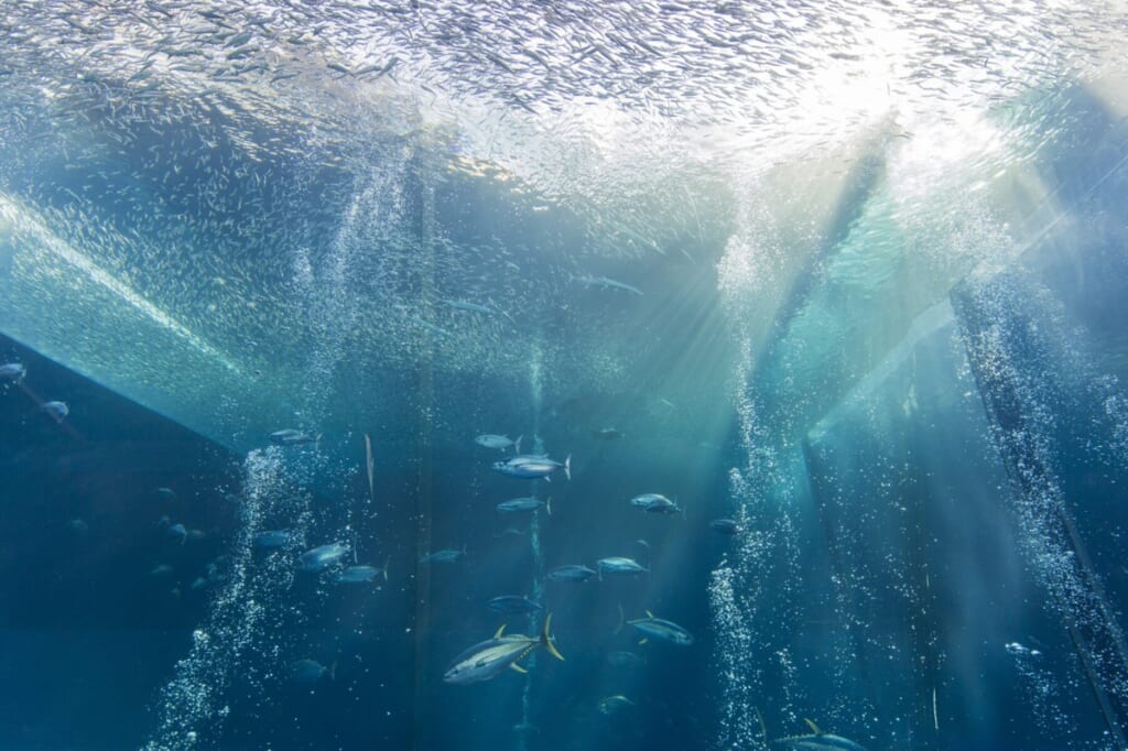 光が差し込む大水槽の中を、群れになった魚が泳ぐ黒潮水槽