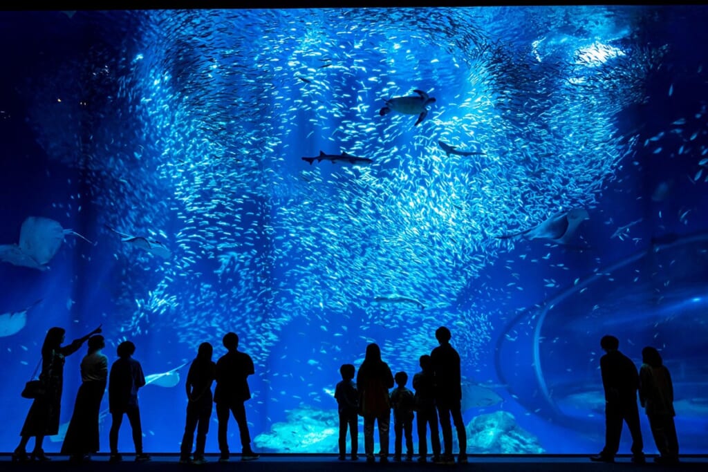 青く光る出会いの海の大水槽。手前に来館者のシルエット