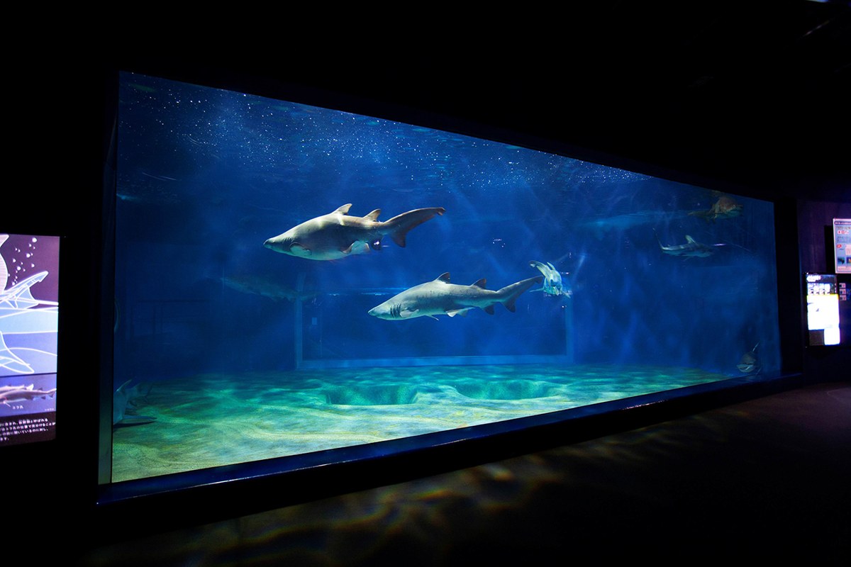 「サメの海1」の水槽を泳ぐサメ