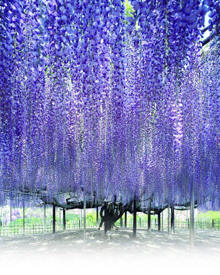 藤棚いっぱいに垂れ下がる薄紫の藤の花。中央に太い幹があり、そこから四方へ枝が広がっている。棚の下は柵で囲まれた土の広場