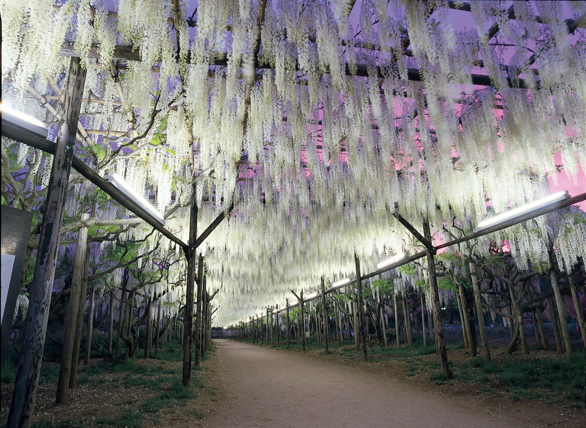白い藤の花が天井から垂れるトンネル。左右に木の支柱が並び、中央を土の道がまっすぐ奥へ続いている