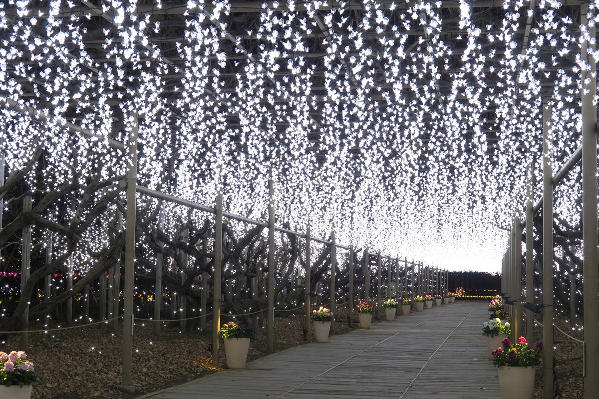 白い電球が藤の花のように垂れ下がる夜の藤棚。下は板を敷いた通路で、両側に花を植えた鉢が並ぶ