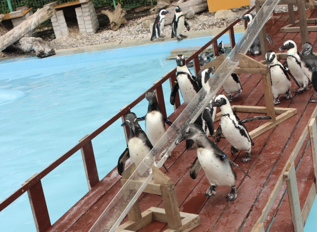 透明な筒の横の木の台に並ぶペンギンたち