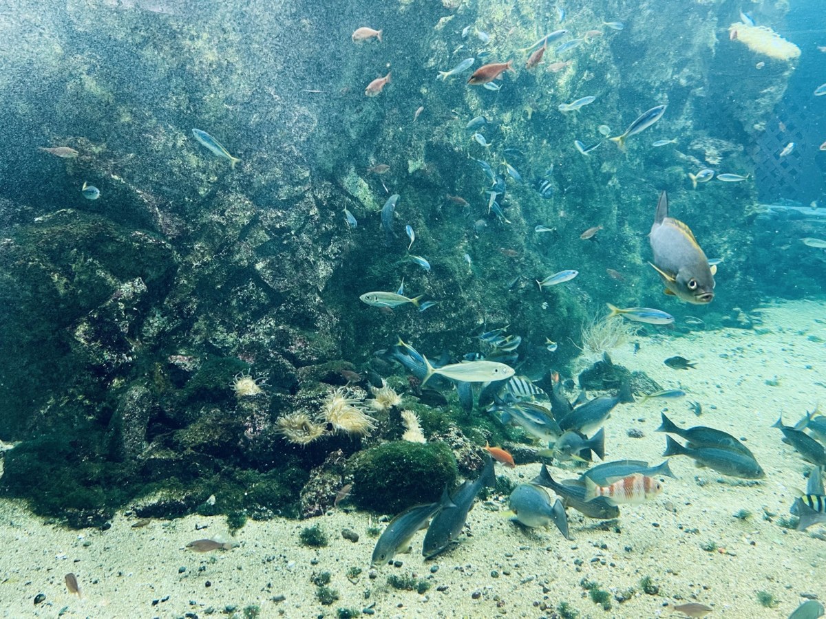 岩場の水槽を泳ぐたくさんの魚