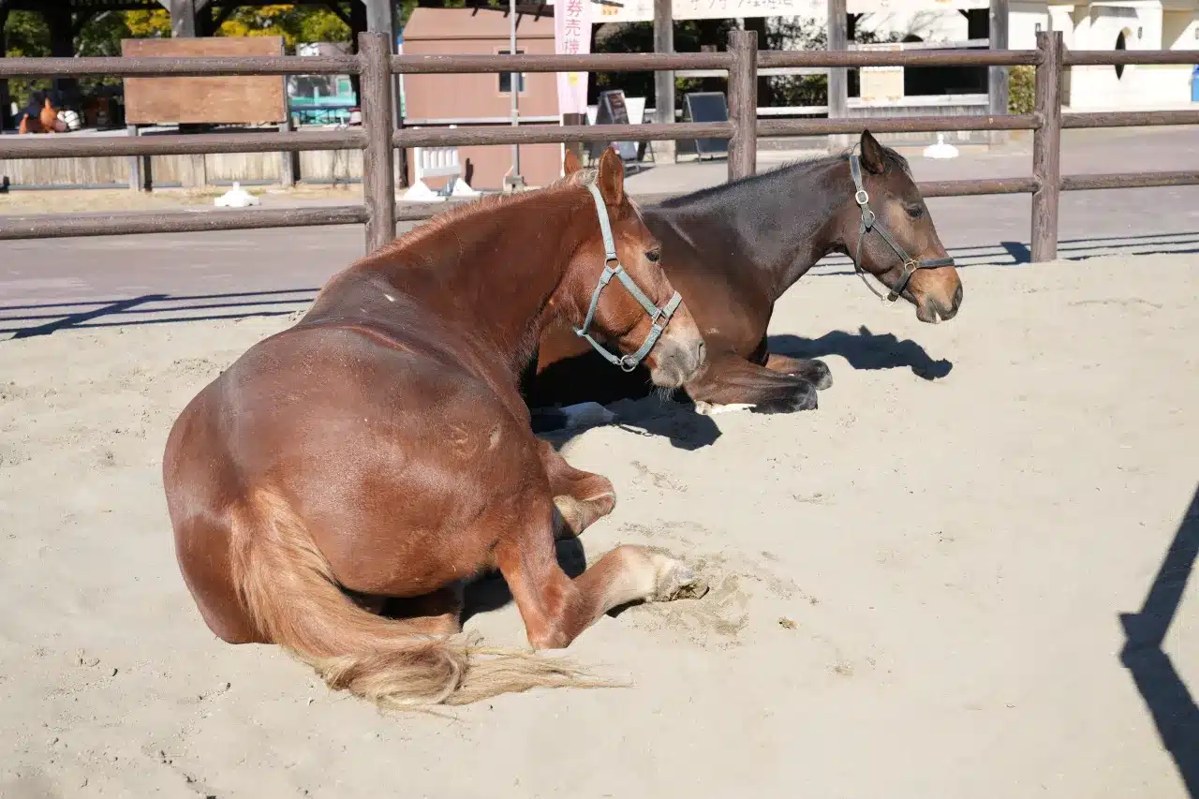 木の柵に囲まれた砂の馬場で、2頭の馬が座って休んでいる