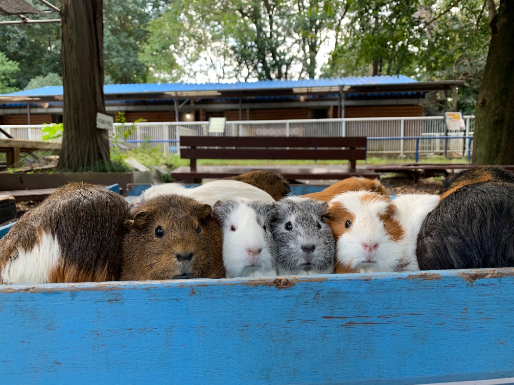 青い木の囲いから顔を出した6匹のテンジクネズミ。奥に青い屋根の動物舎とベンチ