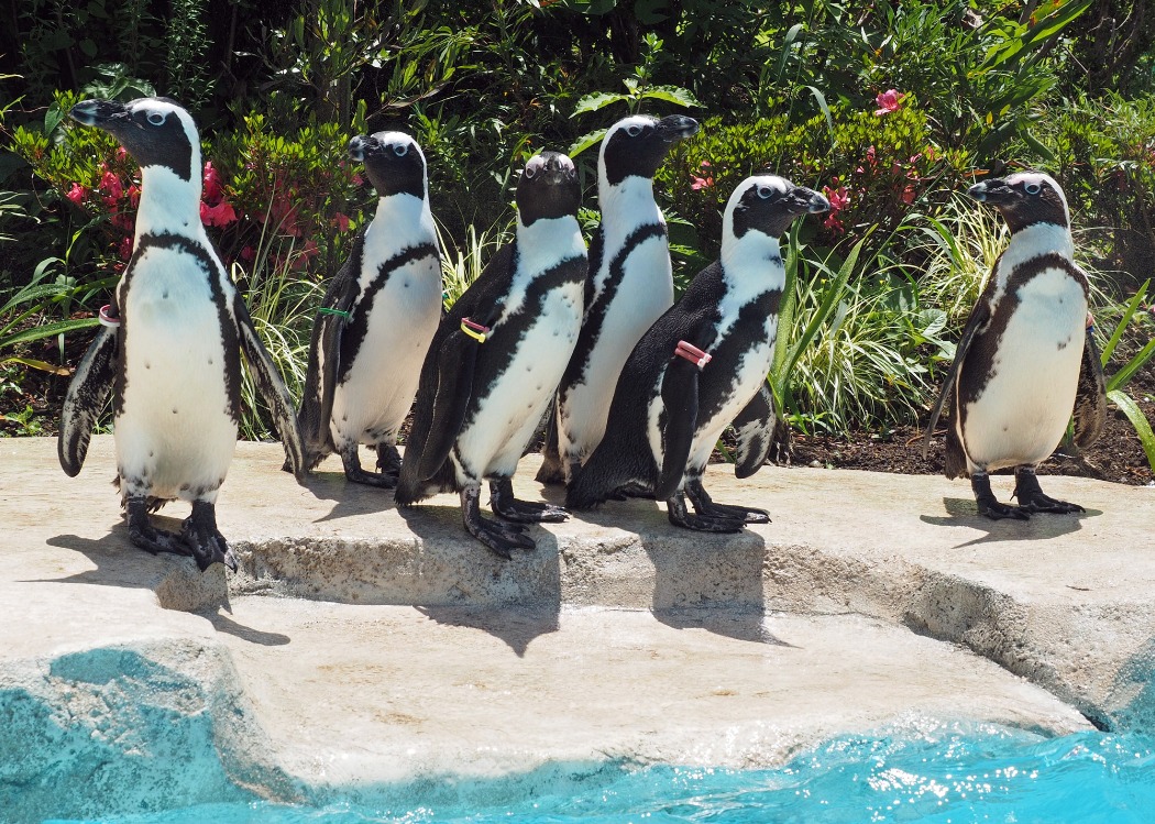 水辺の岩場に6羽のケープペンギンが立っている