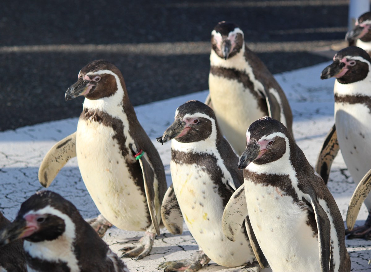 並んで歩くフンボルトペンギン