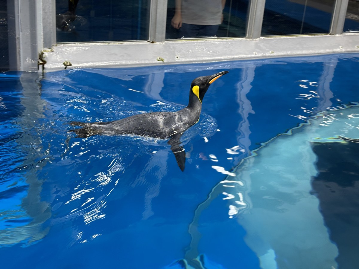 プールを泳ぐオウサマペンギン