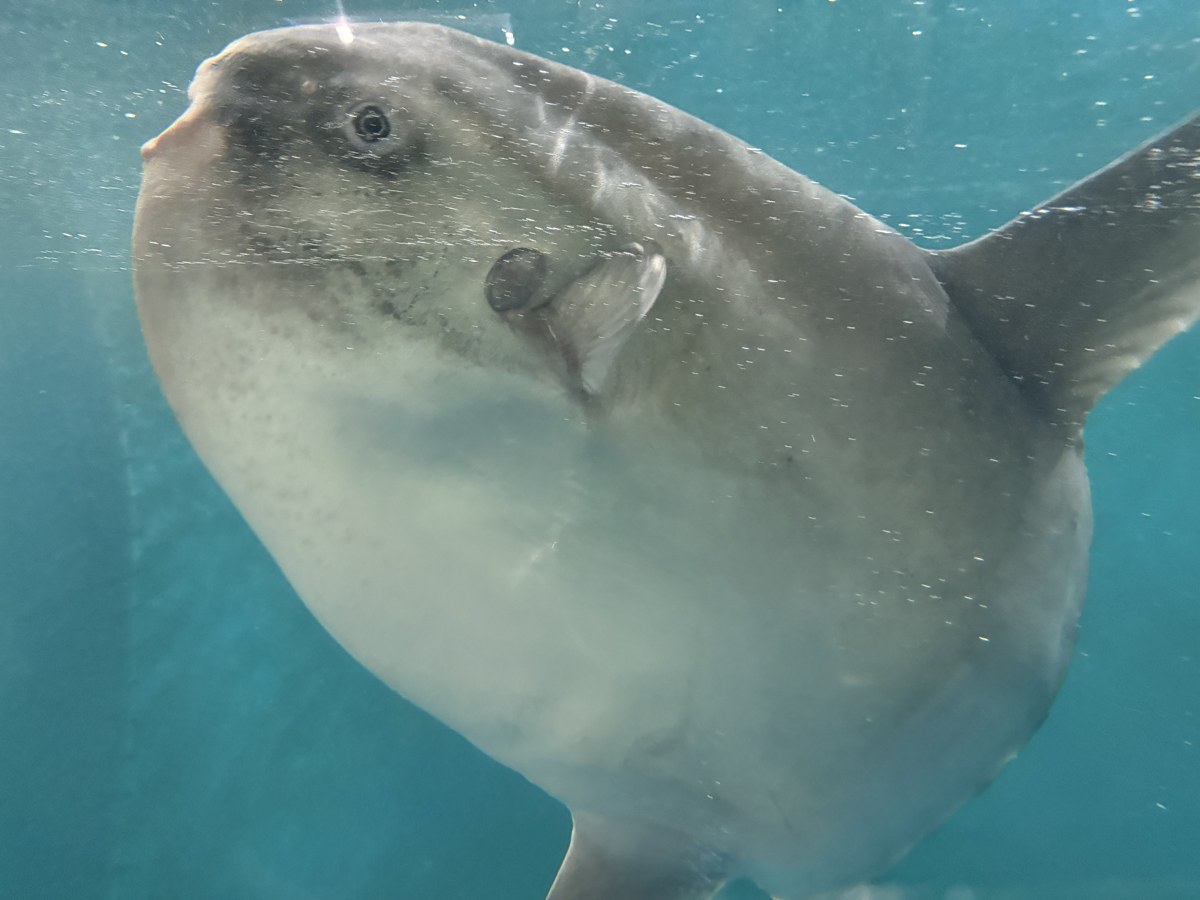 水槽をゆっくり泳ぐマンボウ