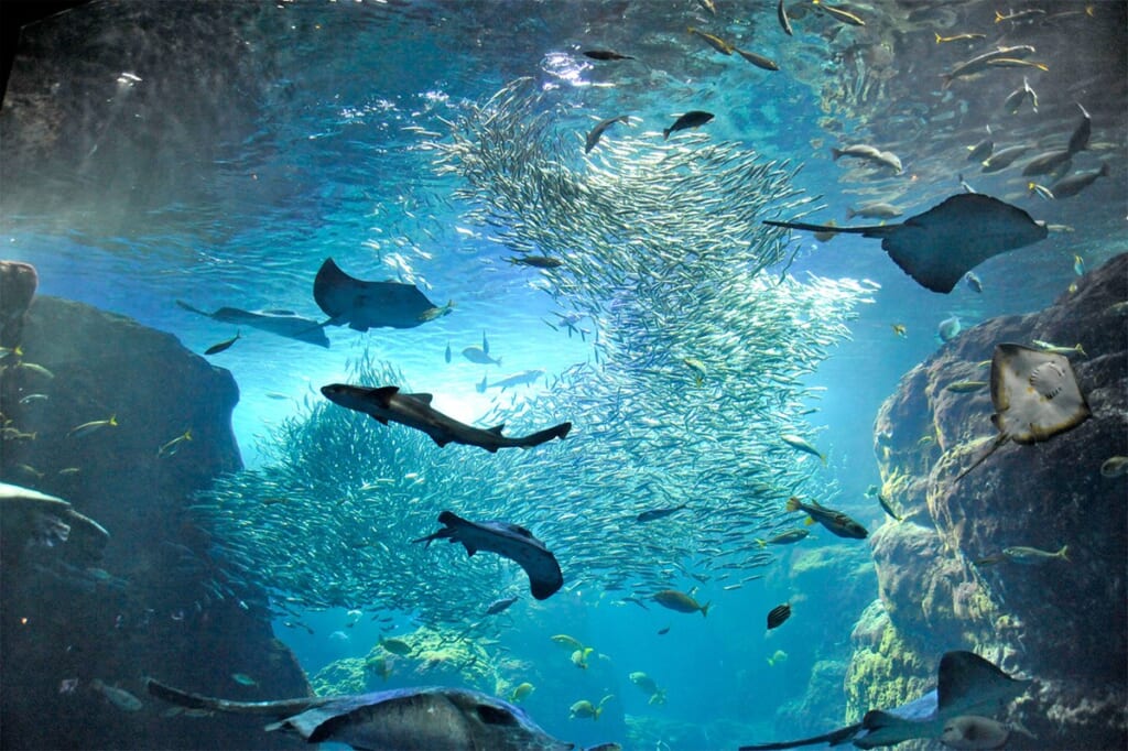 相模湾大水槽を泳ぐマイワシの群れとエイ