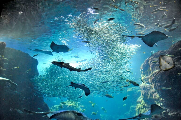 相模湾大水槽を泳ぐマイワシの群れとエイ
