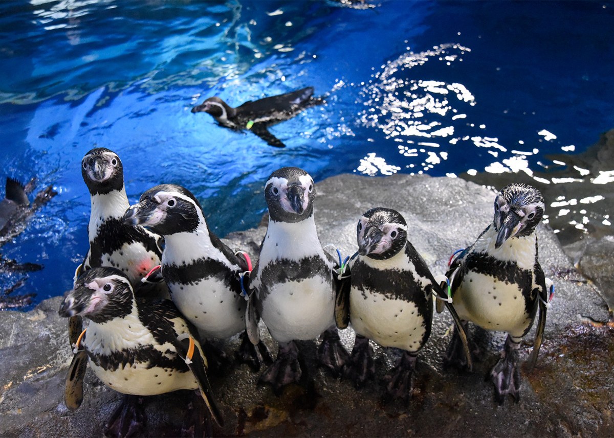 ペンギン・アザラシのエリアで岩の上に並ぶペンギン