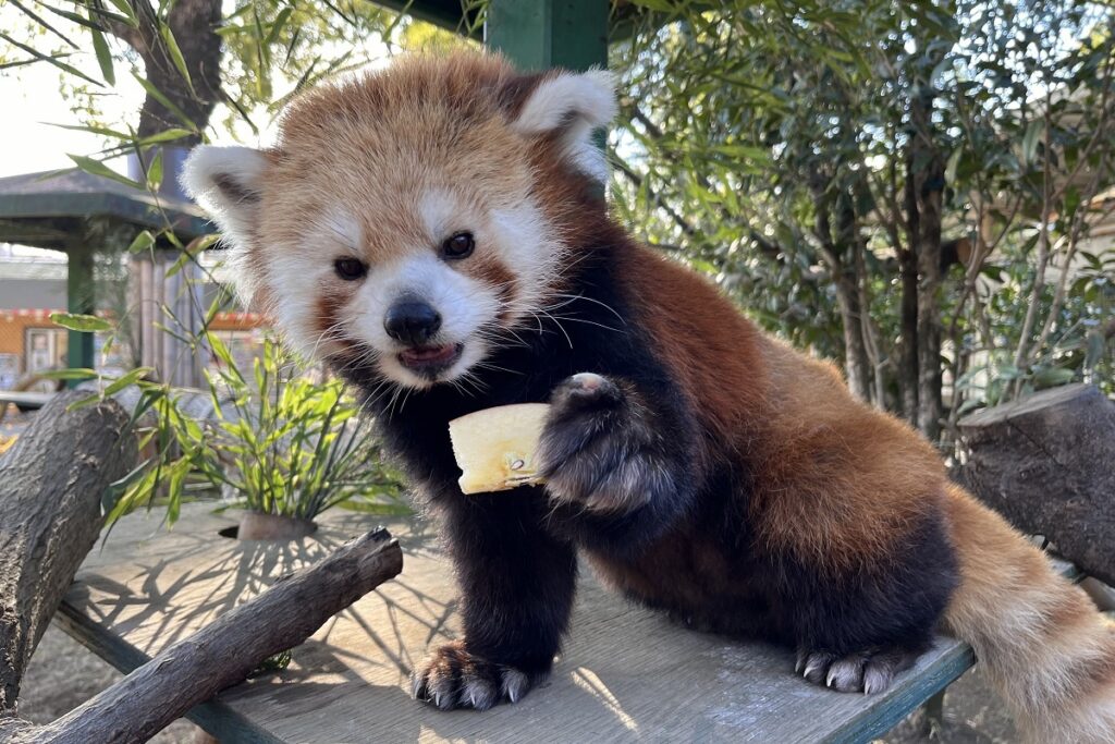 木の台の上で、りんごを片手に持って前を見ているレッサーパンダ