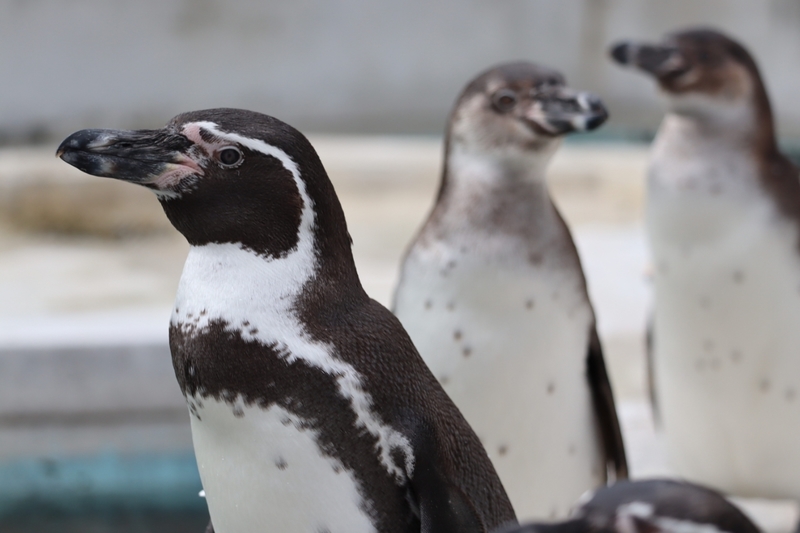コンクリートの陸場に立つ3羽のフンボルトペンギン