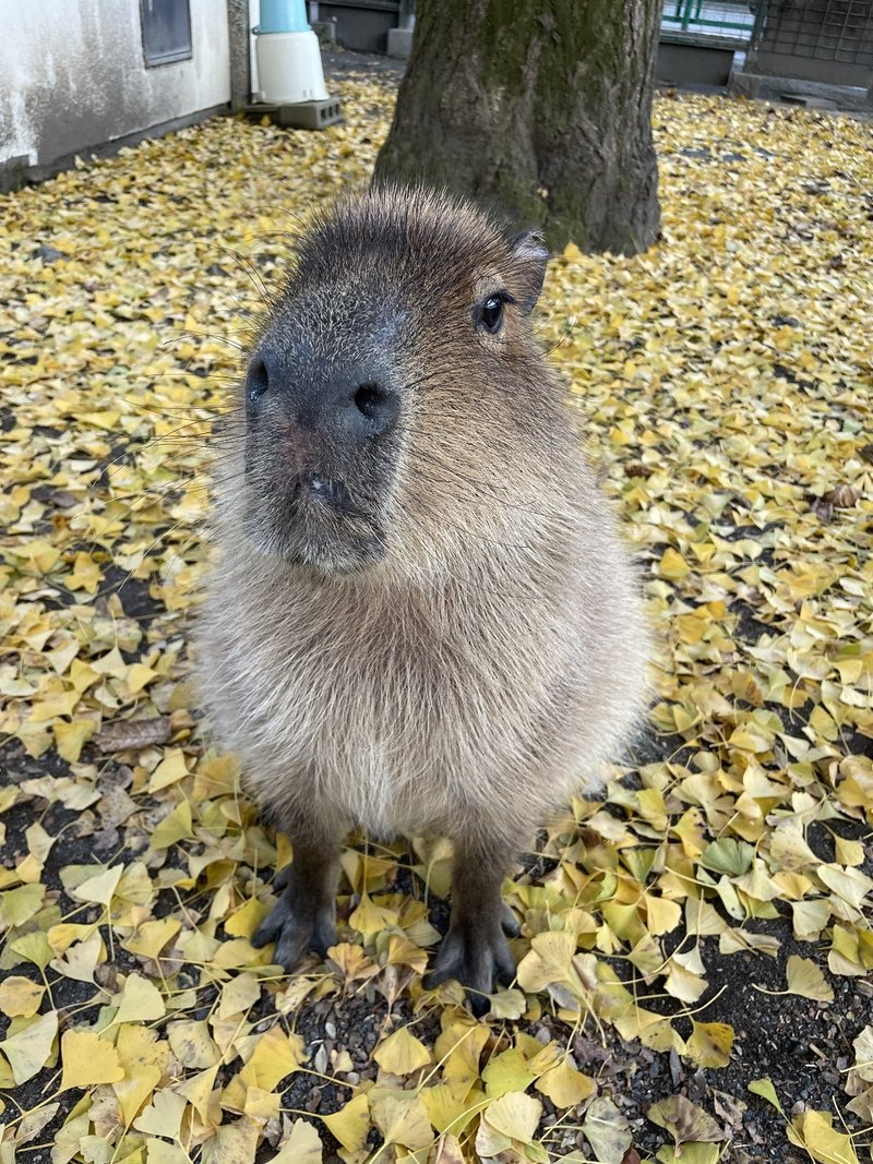 枯れ草の上にすわっているカピバラ
