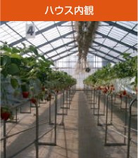 ビニールハウスの中。腰の高さの棚にいちごが並び、その間に通路が伸びている