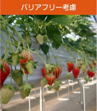 ハウス内の通路を低い位置から見たところ。棚の下に空間があり、通路が広くとってある