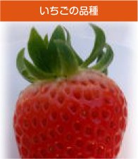 棚に実った赤いいちごが並んでいる