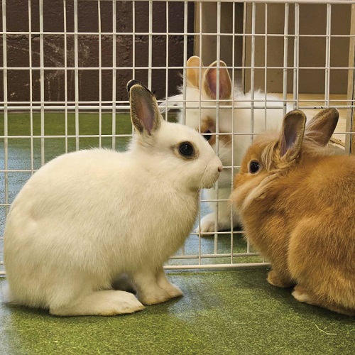 柵の中にいる白と茶色のうさぎ