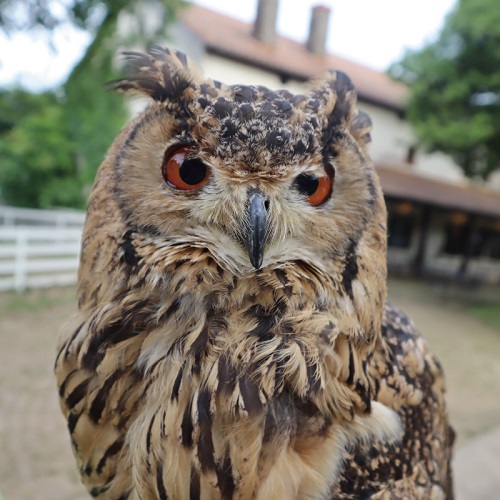 オレンジ色の目をしたフクロウ。奥に園内の建物がぼやけて見える