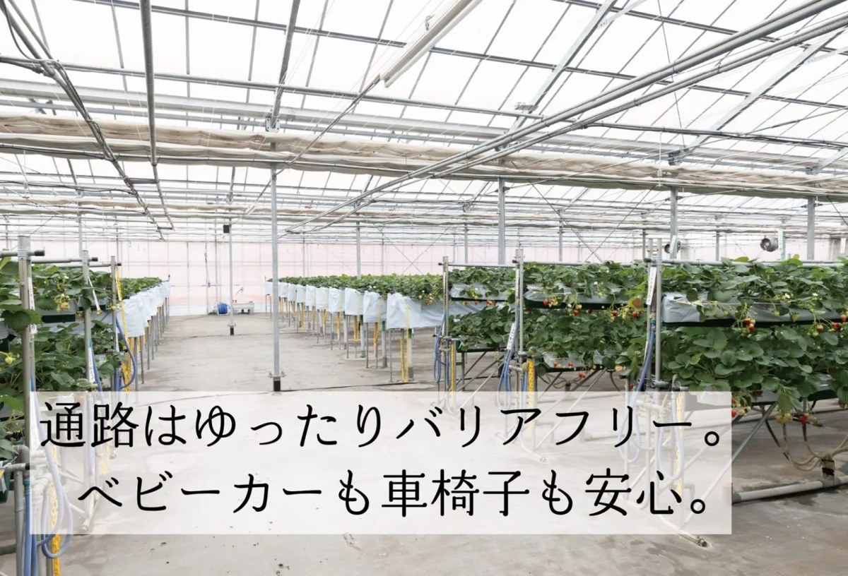ハウス内の通路。左右に高設の栽培床が並び、通路は平らで広くとってある