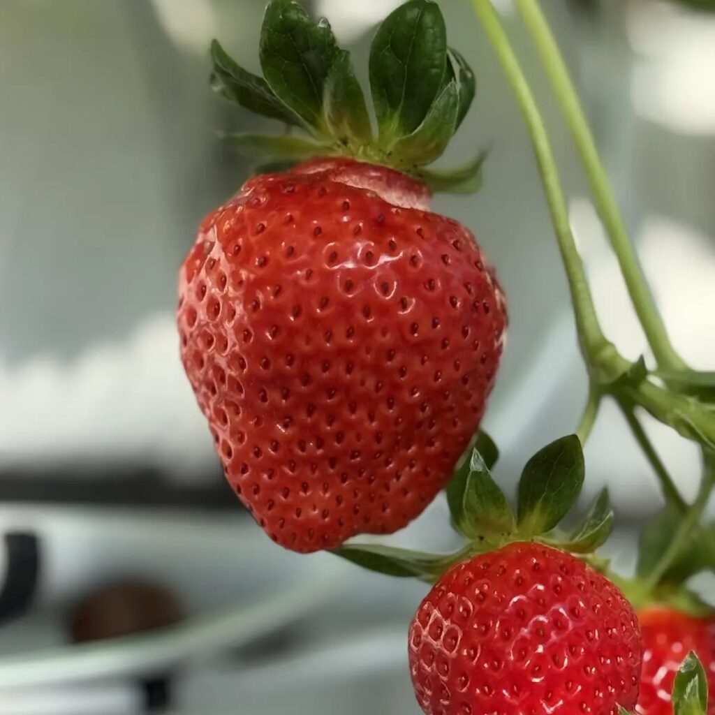 実った赤いいちごの接写。奥に白い栽培設備がぼやけて写っている