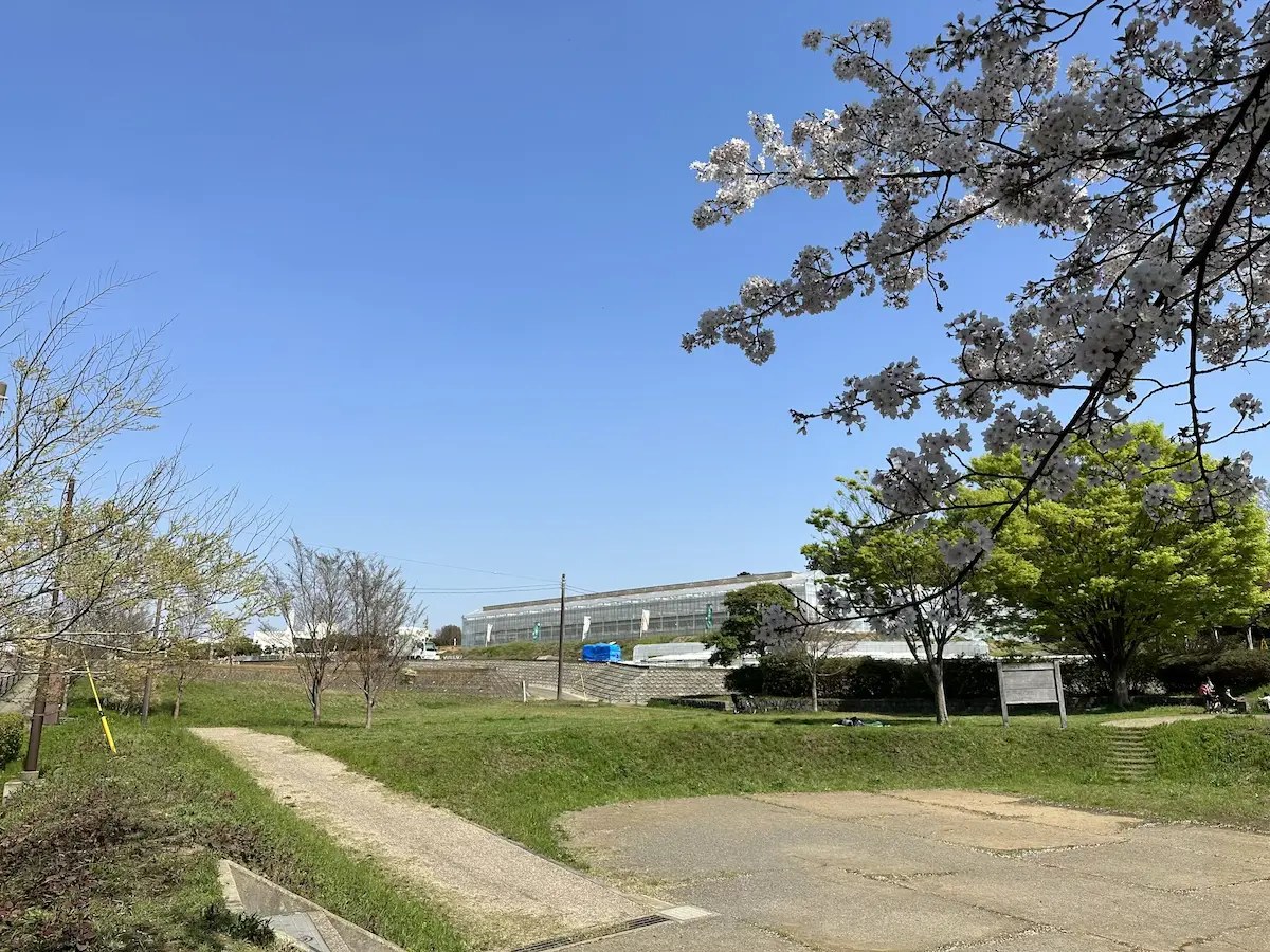 公園の広場ごしに見える白い温室ハウス。手前に桜の木が咲いている